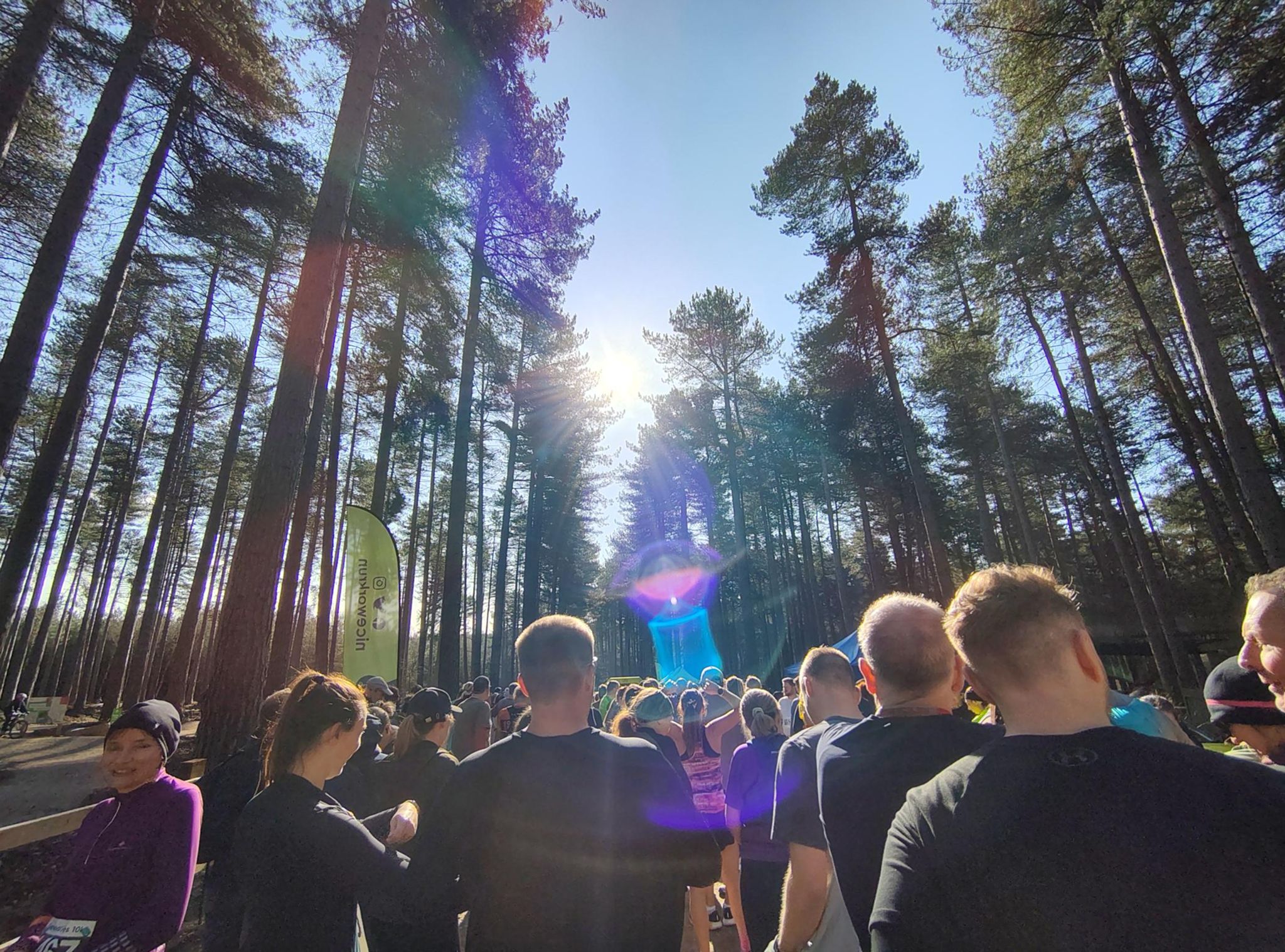 Shwerwood Pine 20M at the start